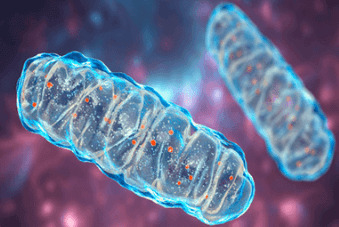 Mitochondria