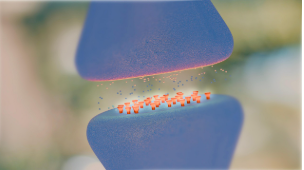 Cognitive Support & Neurotransmitter Modulation