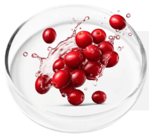 Cranberry Extract