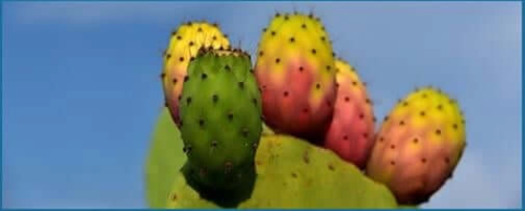 Prickly Pear