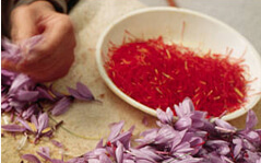 Saffron