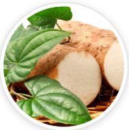 Wild Yam (Dioscorea Villosa)