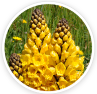 Cistanche Tubulosa