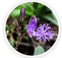 Polygala Tenuifolia (Yuan Zhi)