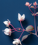 Horny Goat Weed (Epimedium)