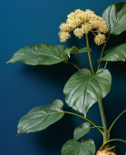 Dong Quai (Angelica sinensis)