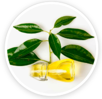 Camphor Oil