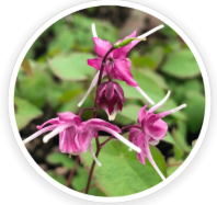Epimedium & Tribulus Terrestris