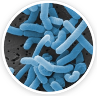 Lactobacillus paracasei