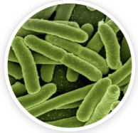 Lactobacillus reuteri