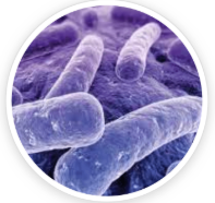 Lactobacillus reuteri