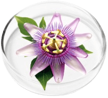 Passion Flower