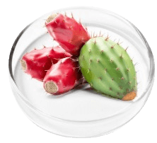 Prickly Pear 