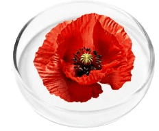 California Poppy Seed