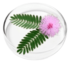 Mimosa Pudica Extract