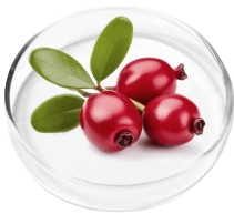 Bearberry (Uva Ursi)