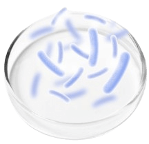 Probiotic Blend